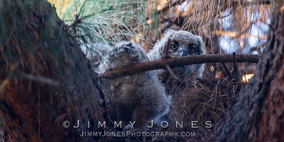 Great Horned Owlets