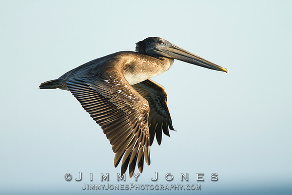 Brown Pelican