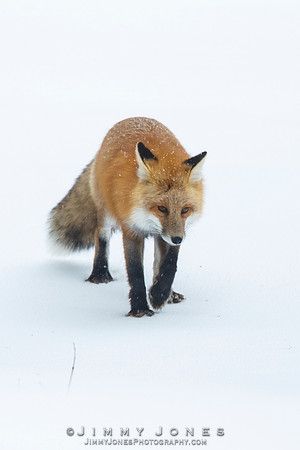 Red Fox