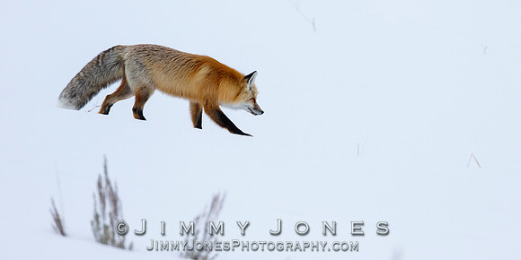 Red Fox