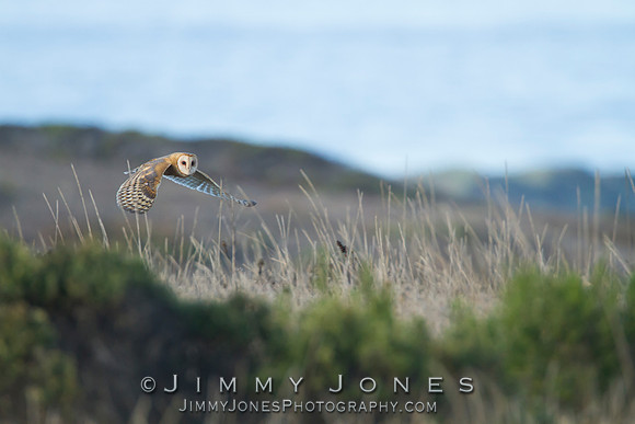 Barn Owl