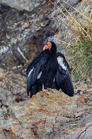 California Condor #57