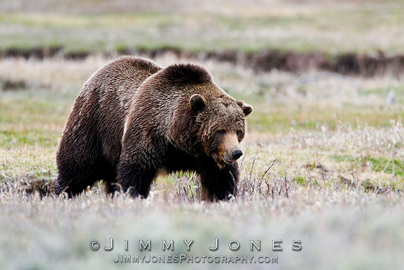 Grizzly Bear Boar