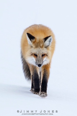 Red Fox