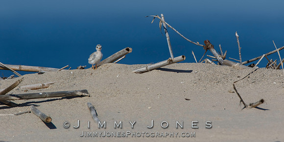 Least Tern Chick