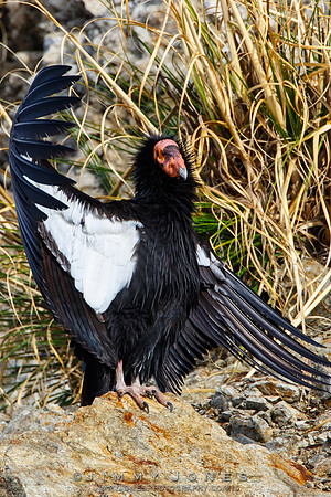 California Condor #57