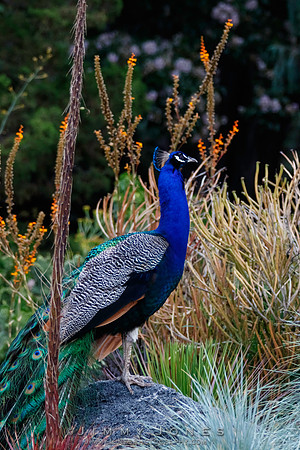 Peacock