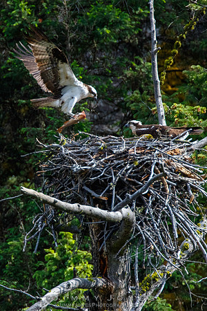 Osprey at Nest