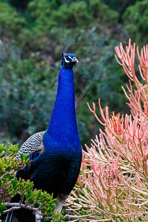 Peacock