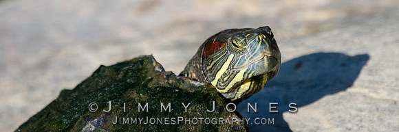 Red-eared slider
