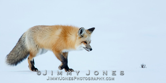 Red Fox