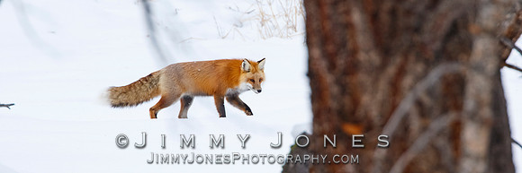 Red Fox