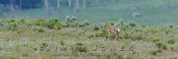 Pronghorn Lamb