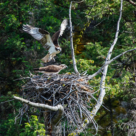 Osprey at Nest