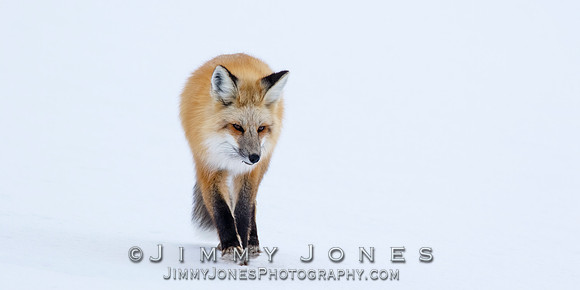 Red Fox