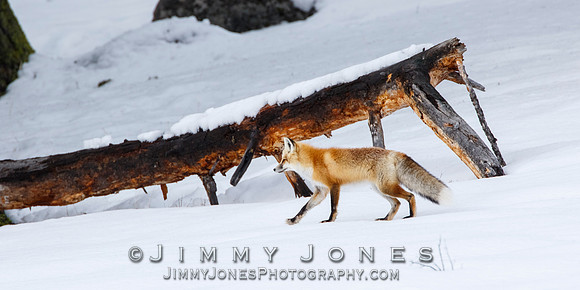 Red Fox