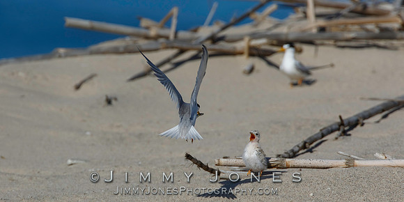 Least Tern Chick Getting Fed