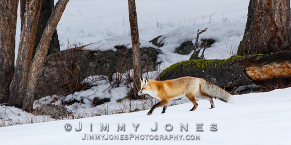 Red Fox
