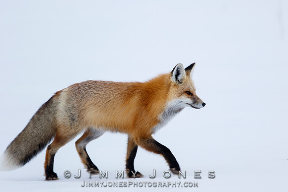 Red Fox