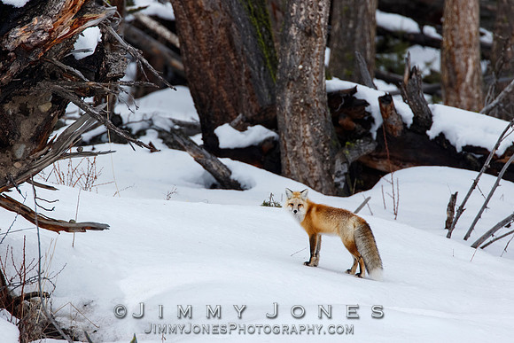 Red Fox