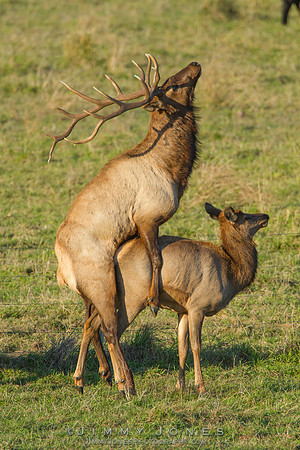 7x7 Bull Tule Elk Mating