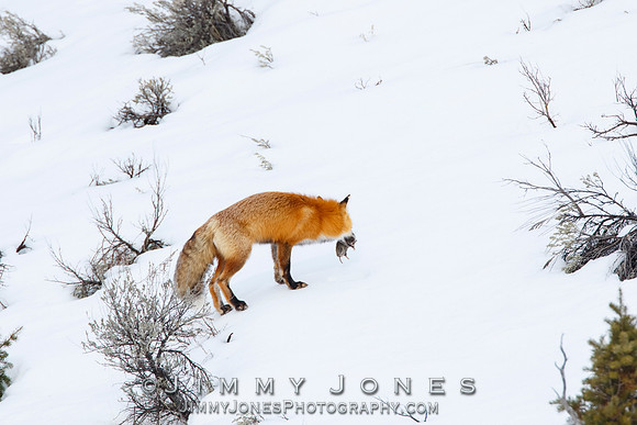Red Fox