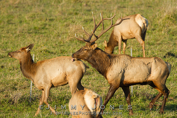 Tule Elk