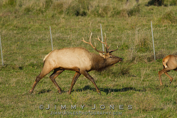 Bull Tule Elk