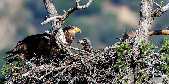 Imature Bald Eagle at Nest with Eaglet