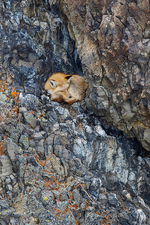 Red Fox