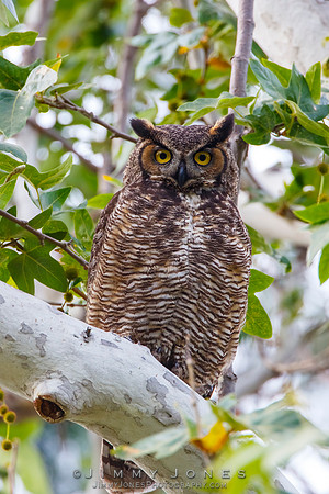 Great Horned Owl - CS/P0585