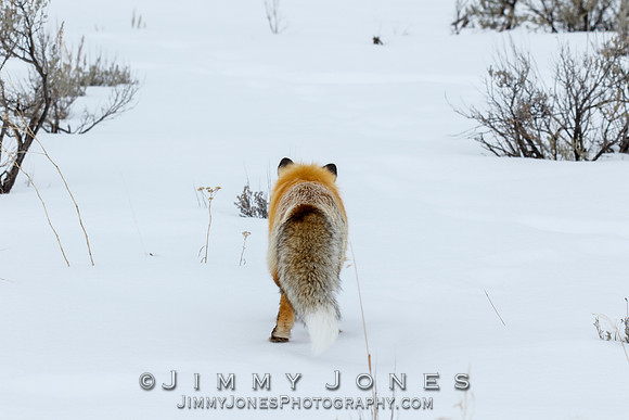 Red Fox Leap