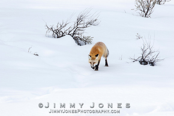 Red Fox