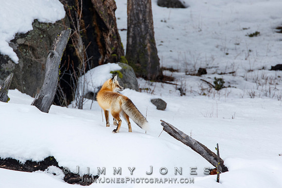 Red Fox