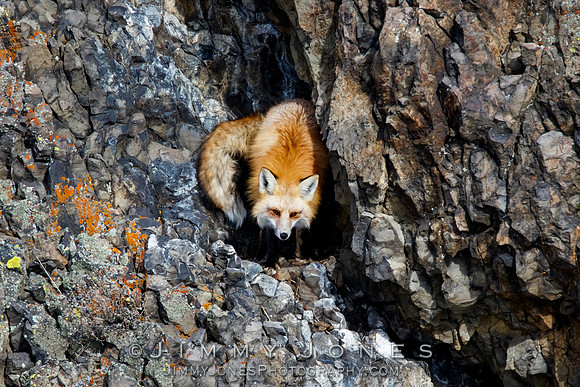 Red Fox