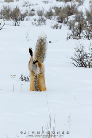 Red Fox Leap