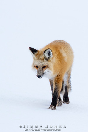Red Fox