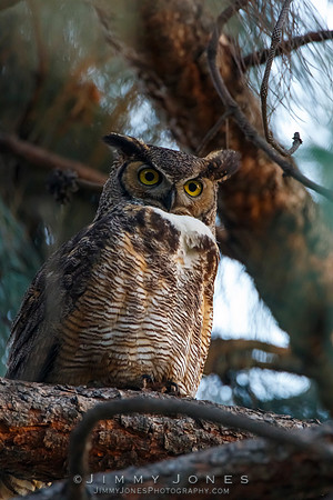 Great Horned Owl