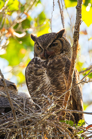 Great Horned Owl
