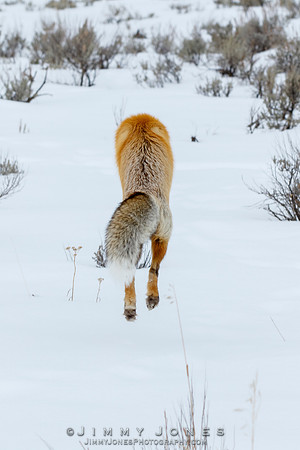 Red Fox Leap
