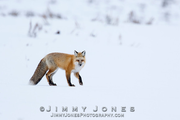 Red Fox