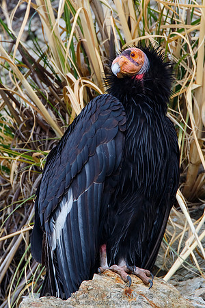 California Condor #57