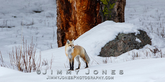 Red Fox