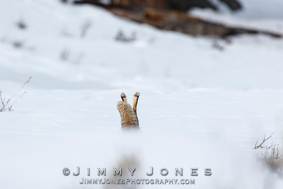 Red Fox Leap