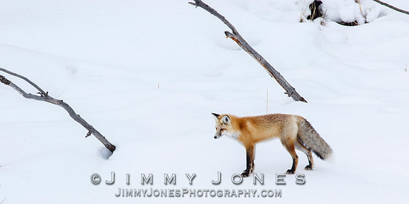 Red Fox