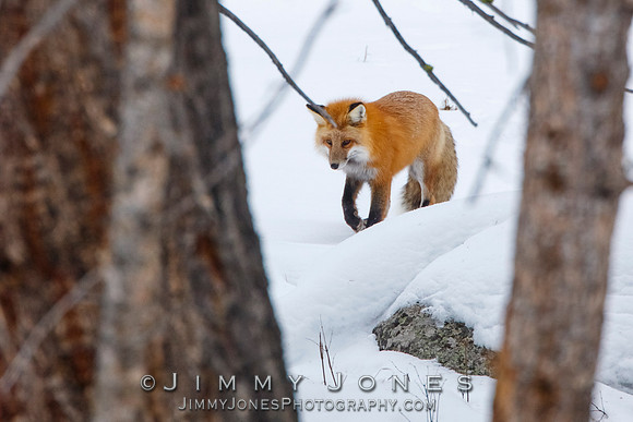 Red Fox