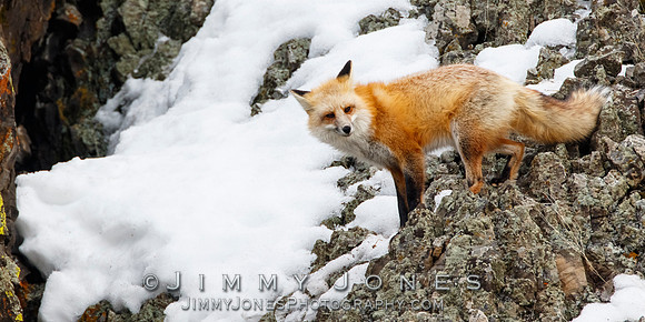 Red Fox