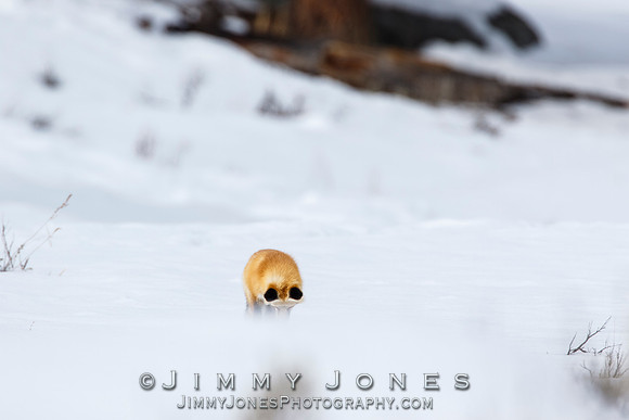 Red Fox Leap