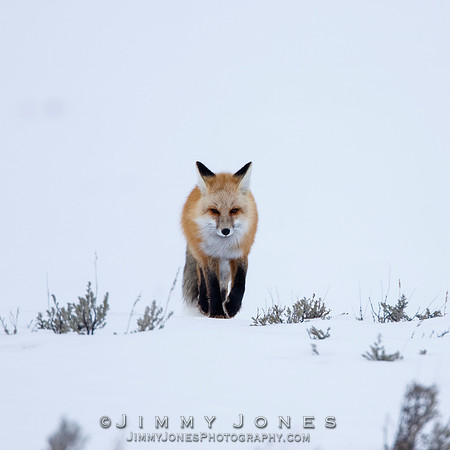 Red Fox