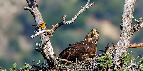 Imature Bald Eagle at Nest with Bullock's Oriole